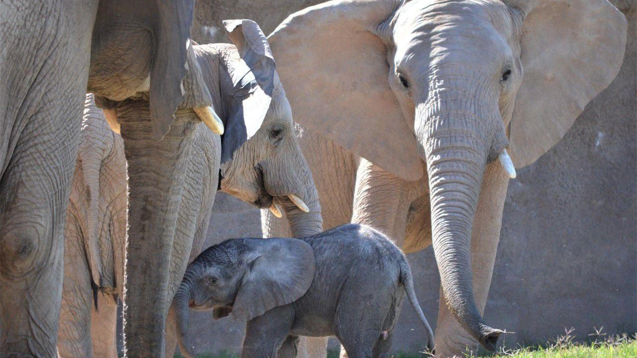 Hey, Tucson! Help pick a name for Reid Park Zoo's baby elephant